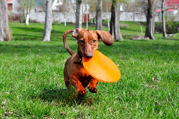 istock Dog breed standard smooth-haired dachshund, bright red color 473563560