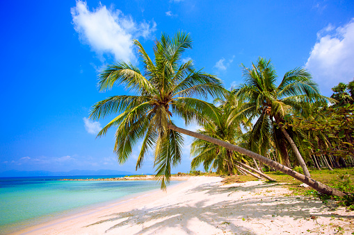 Beach with palm trees, island.