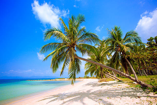 Tropical beach. Thailand. Koh Samui island. Beach with palm trees, island. ko samui stock pictures, royalty-free photos & images