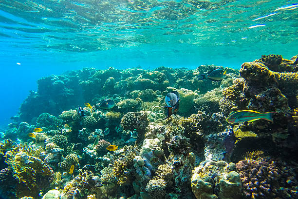 istock red sea underwater coral reef 473564804