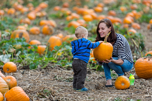Little Girl in Autumn Pumpkin field