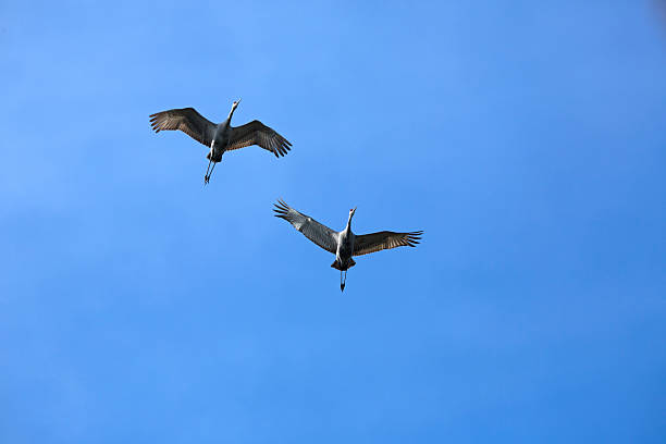 istock Two sandhill cranes flying in a blue sky, Florida. 473566300