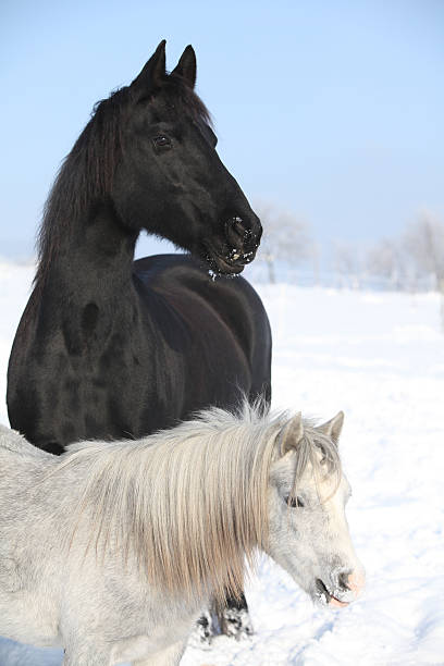 istock Grey pony with black friesian horse 473569432