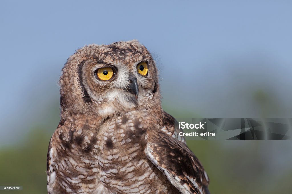 owl portrait of a beautiful owl with big eyes 2015 Stock Photo