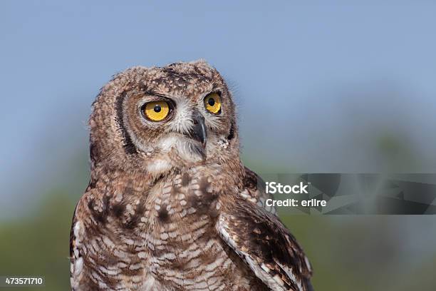 Owl Stock Photo - Download Image Now - 2015, Alertness, Animal