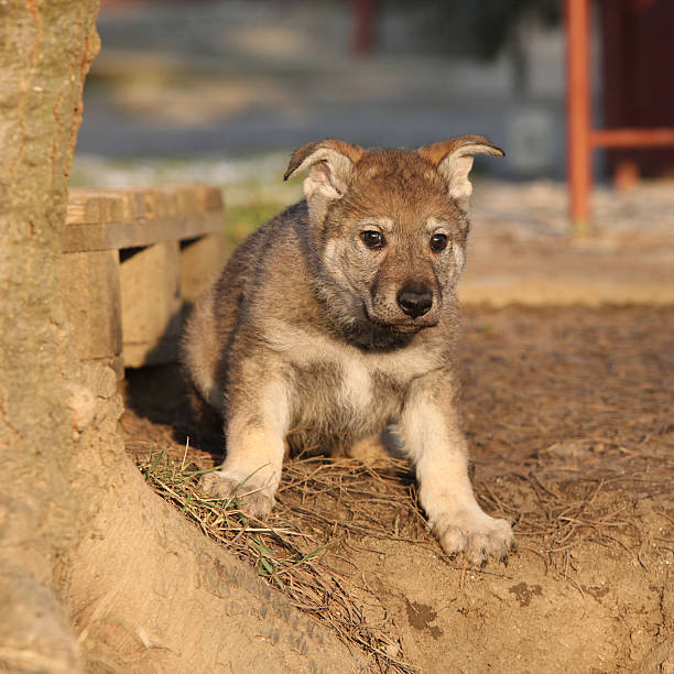 istock Nice Czechoslovakian wolfdog puppy 473572630