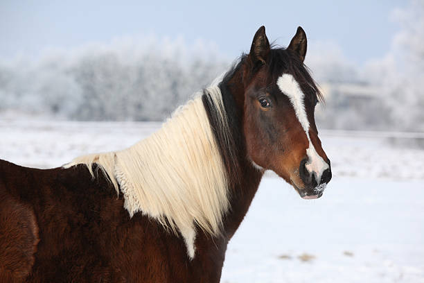 istock Young paint horse mare in winter 473572646