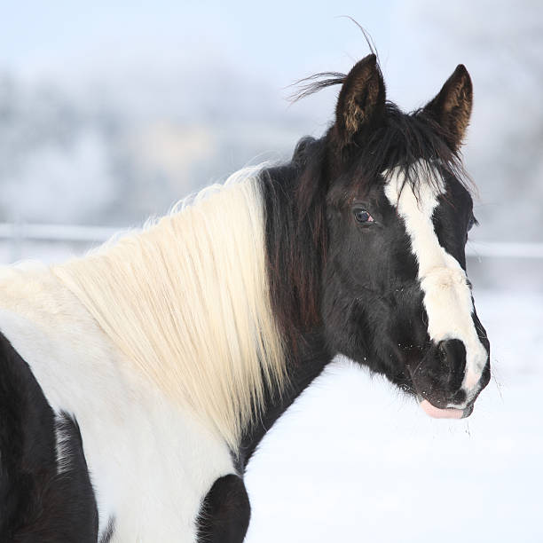 istock Young paint horse mare in winter 473572650