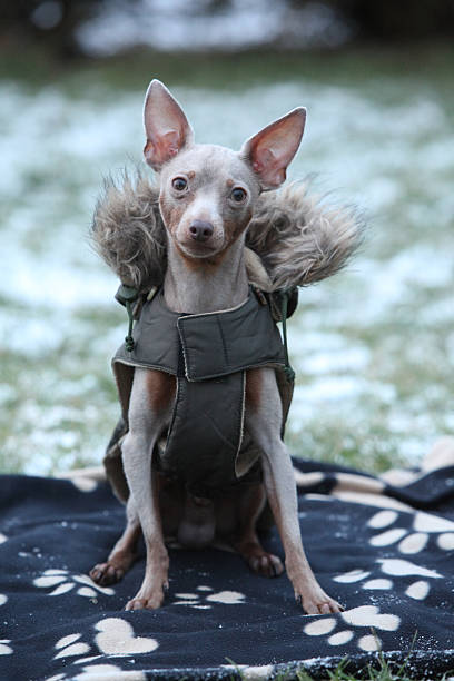 istock Nice prague ratter with dog clothes in winter 473573218