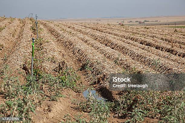 Foto de Batata Campo Prontos Para A Colheita e mais fotos de stock de 2015 - 2015, Agricultura, Batata - Tubérculo