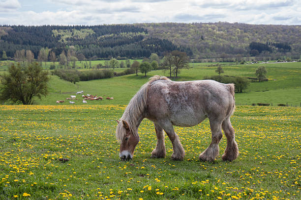 istock Horse in meadow covered with yellow dandelions 473574114