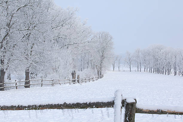 istock Trees in beatufiul hoarfrost and with fog 473574614