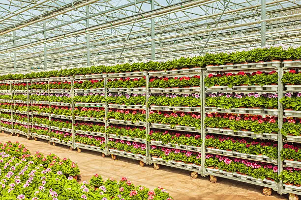 Crates with Dutch geranium plants in a greenhouse ready for export