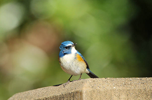 istock Red-flanked bluetail of Japan 473578342