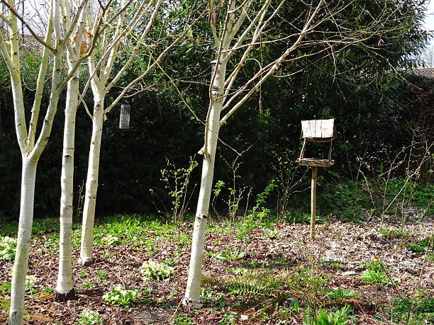 Photo showing a small group of Himalayan silver birch trees (Betula utilis var. jacquemontii 'Grayswood Ghost'), which are known for their white bark.  The birches are growing in the corner of a natural woodland style garden, alongside a wooden bird table.