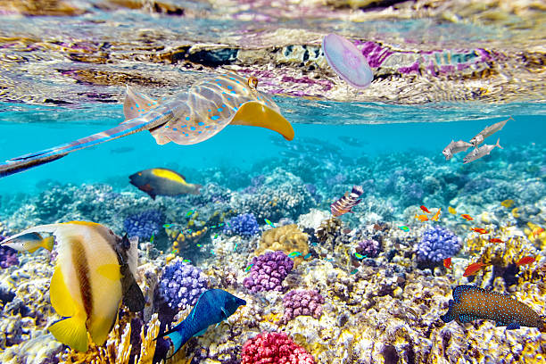 istock Underwater world with corals and tropical fish. 473586078