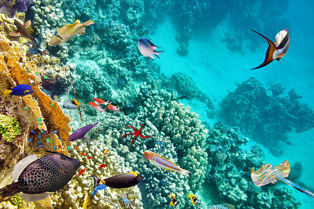 istock Underwater world with corals and tropical fish. 473586134