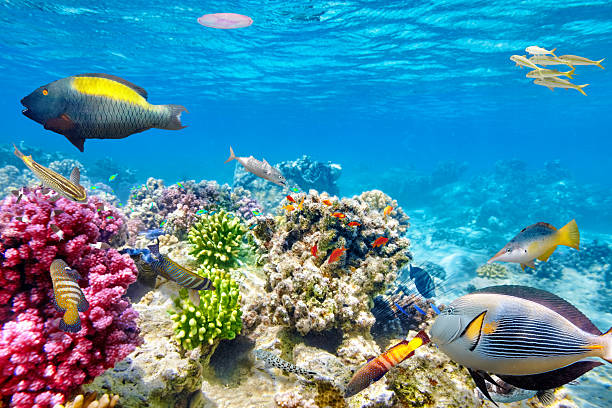 istock Underwater world with corals and tropical fish. 473586246