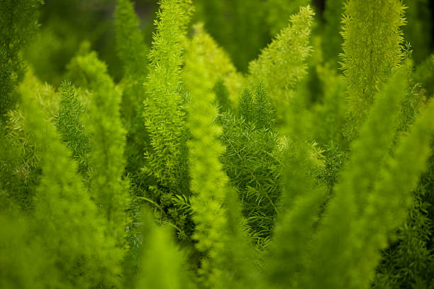 istock Green Fern Plant Close Up 473586344