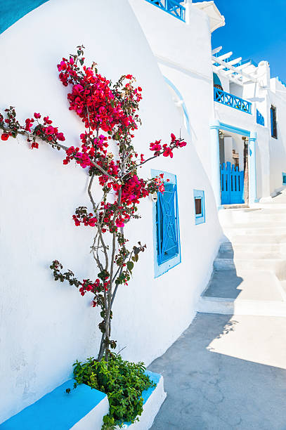 istock White architecture and flowers on the street 473586510