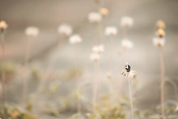 istock Miniature,man reading a book on the flower like Dandelion. 473586674
