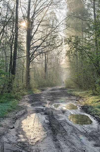 istock country road in forest after rain 473587710