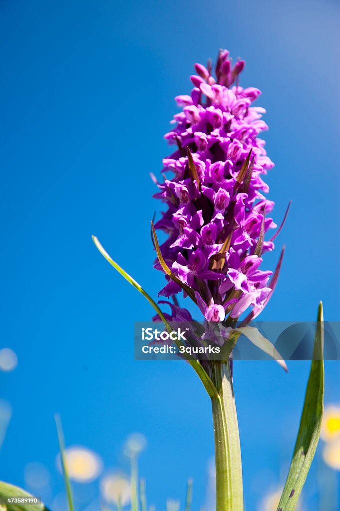 Orchid dactyloriza majalis 2015 Stock Photo