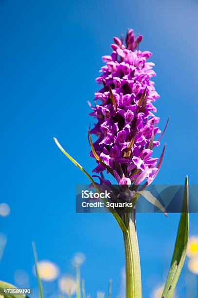 Orchid Dactyloriza Majalis Stock Photo - Download Image Now - 2015, Endangered Species, Environment