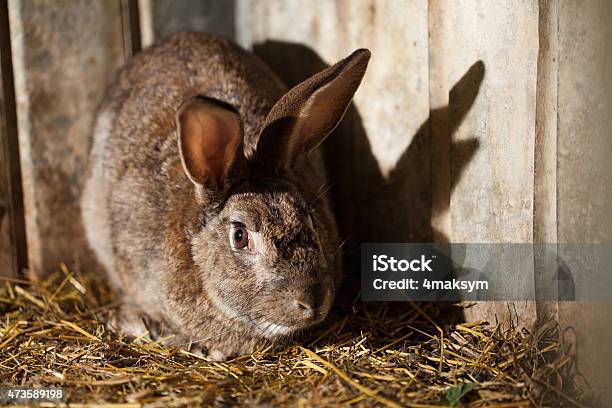 Image Of A Rabbit Stock Photo - Download Image Now - 2015, Agriculture, Animal