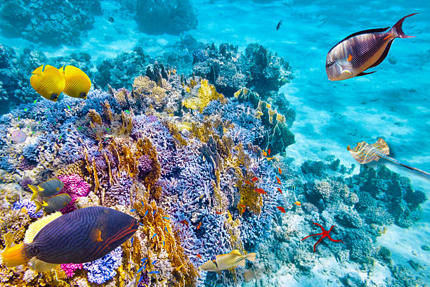 istock Underwater world with corals and tropical fish. 473592416