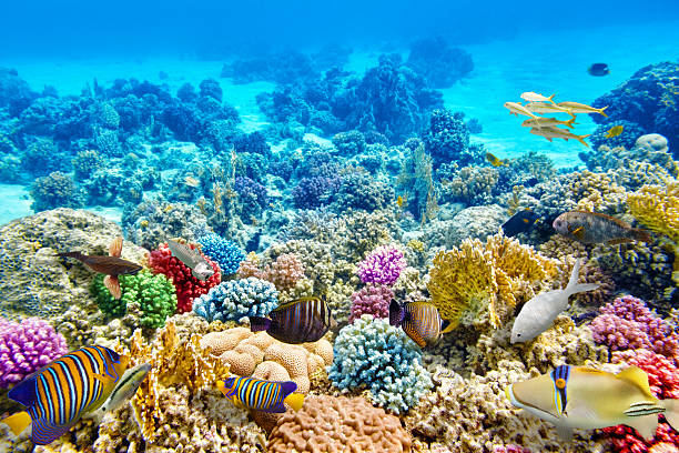 Underwater world with corals and tropical fish. stock photo