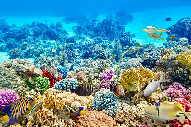 Wonderful and beautiful underwater world with corals and tropical fish.