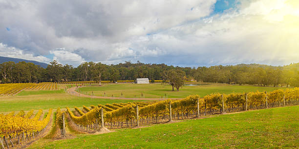 istock Vineyard in Yarra Valley, Australia at sunset 473592498
