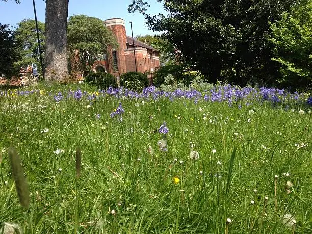 Summer flowers blooming in an English park