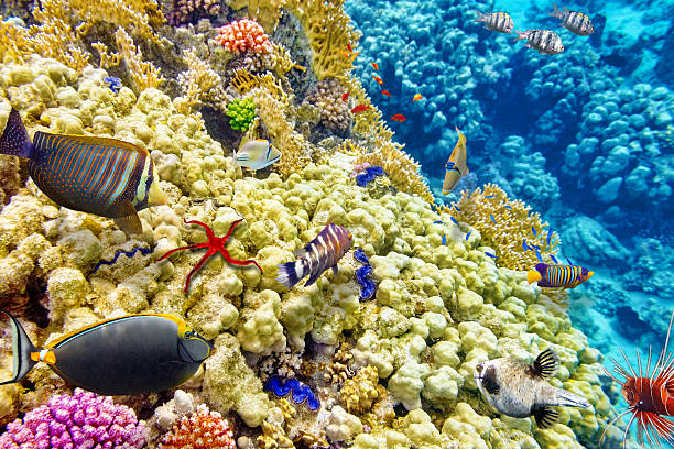 istock Underwater world with corals and tropical fish. 473592978