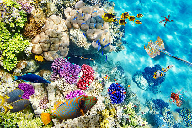 istock Underwater world with corals and tropical fish. 473593028