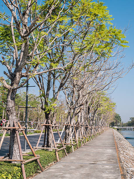istock Row of tree along street 473593640