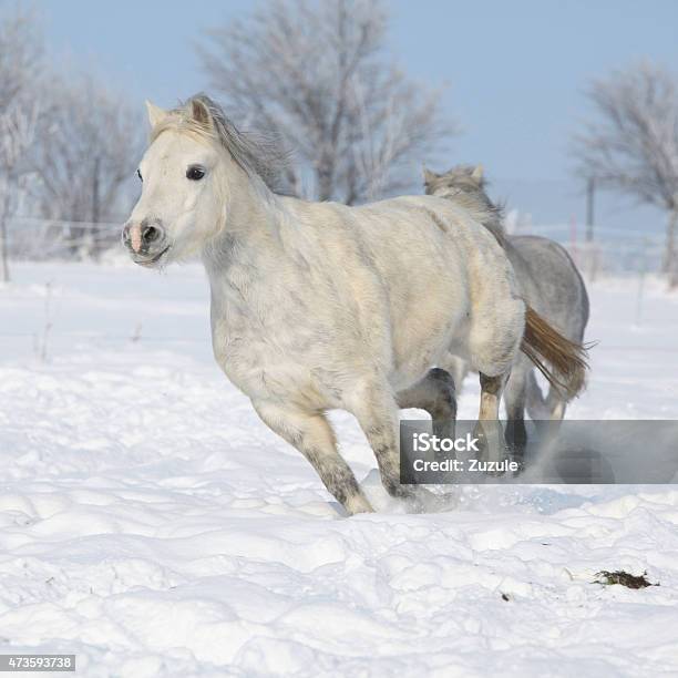 Two Gorgeous Ponnies Running Together In Winter Stock Photo - Download Image Now - 2015, Activity, Animal