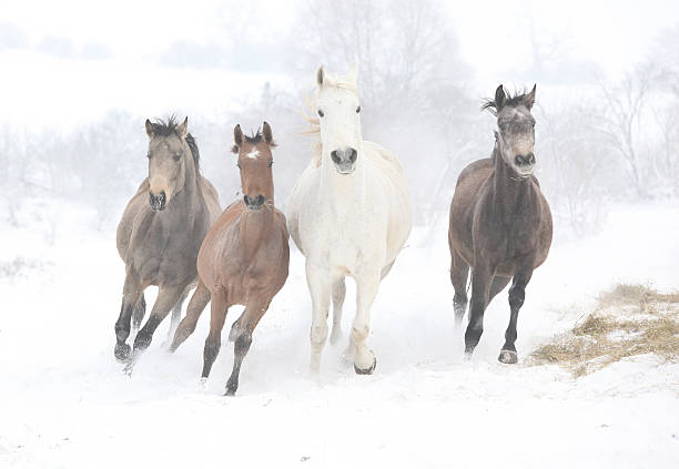 istock Batch of horses running in winter 473593838