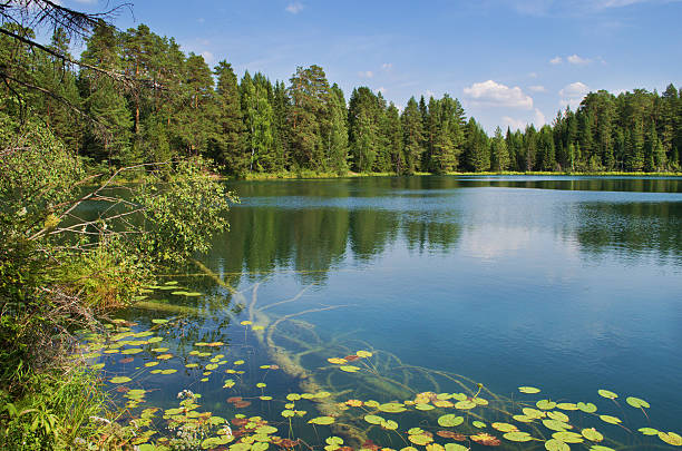 istock Lake in wood 473593916