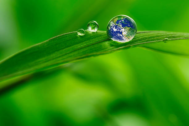 잎 레인 방울 압력회복 지구별 컨셉입니다 - water drop leaf earth 뉴스 사진 이미지
