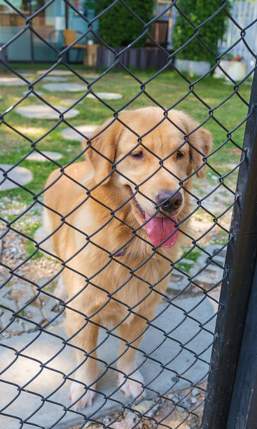 istock Golden Retriever in Cage 473597174