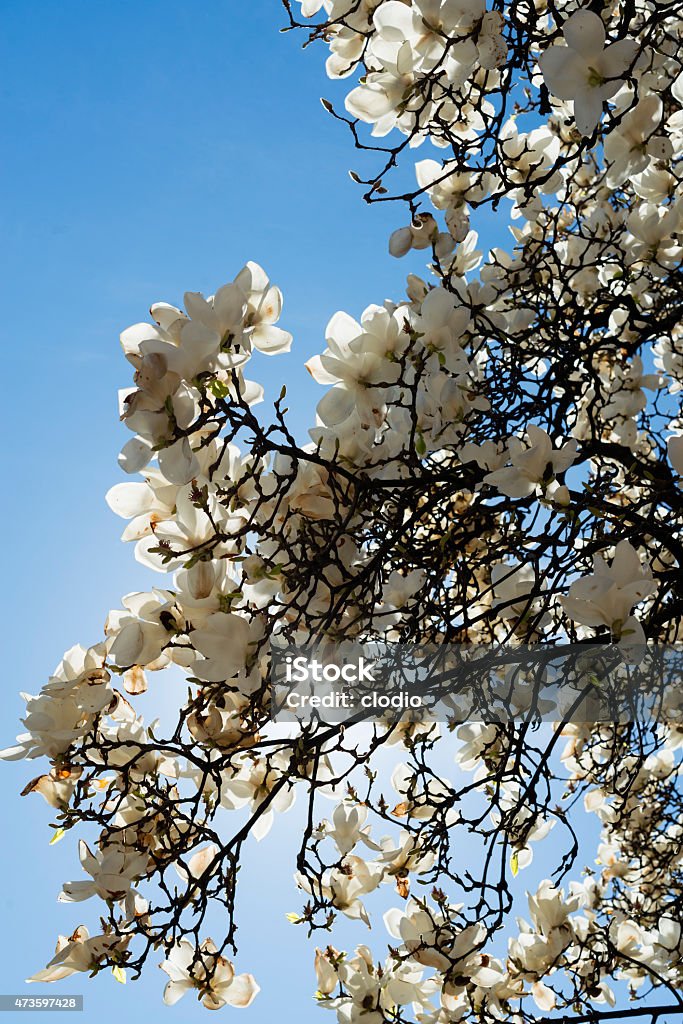 Magnolia with white flowers Magnolia with white flowers at spring in Tradate (Varese, Lombardy, Italy) 2015 Stock Photo