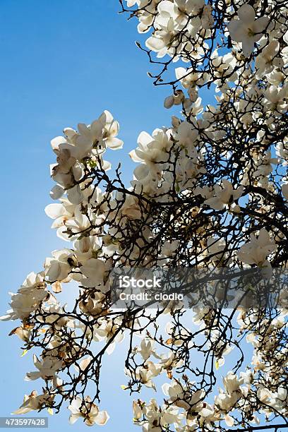 Magnolia With White Flowers Stock Photo - Download Image Now - 2015, Blossom, Blue