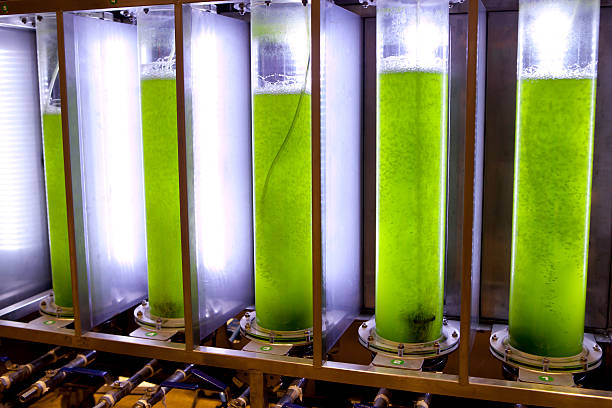 Photobioreactor PhotobioreactorA photobioreactor is a bioreactor that utilizes a light source to cultivate phototrophic microorganisms. environmentalist photos stock pictures, royalty-free photos & images