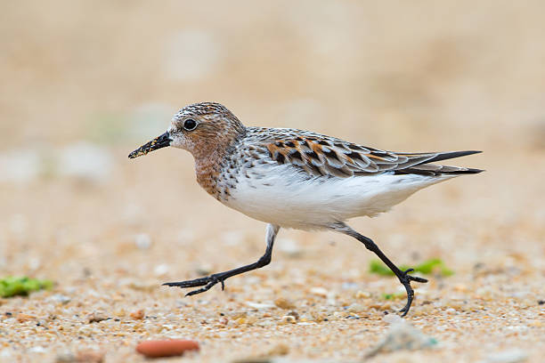 istock Red-necked Stint (Calidris ruficollis) walking at beach 473598062