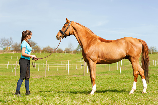 Young woman riding trainer holding purebred chestnut horse. Exterior image with side view. Multicolored summertime outdoors image.