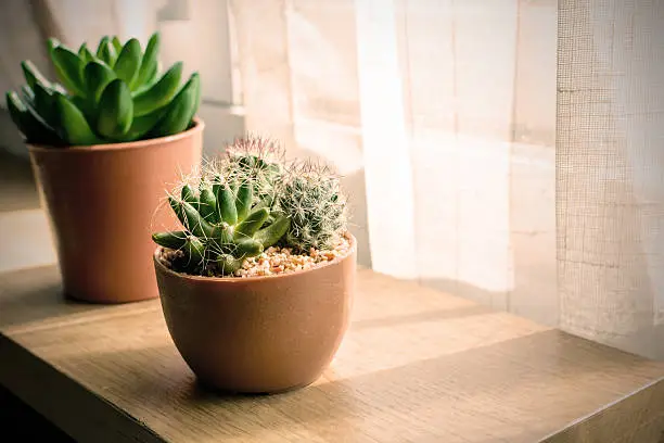 Photo of A variety of small cactus plants in a pot