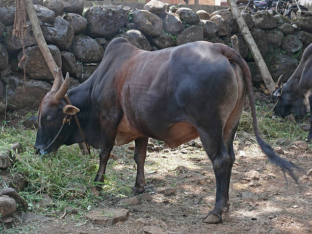 istock Close-up of indian bull 473602048