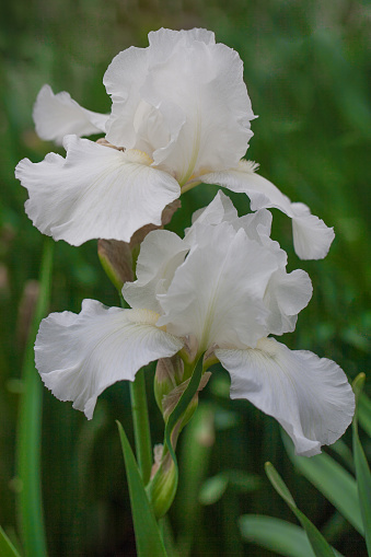 Blooming Iris in Purple and White Color  Panoramic Image